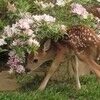 pink_doe